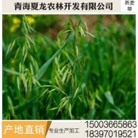 燕麥草 養殖場燕麥草 牛羊、兔子、荷蘭豬和豚鼠寵物牧草