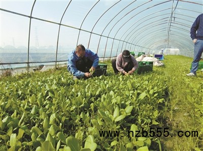 種植基地里，種植戶忙著采收蔬菜。