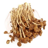 菌種基地直銷大量批發(fā)高山種不開傘茶樹菇 5號(hào)3號(hào)干茶樹菇