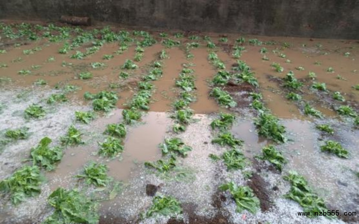 部分露地蔬菜在冰雹、暴雨后出現積水。北京市農業技術推廣站供圖