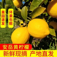 果園直發(fā)安岳黃檸檬 新鮮皮薄多汁，包郵 帶箱稱重. 壞果包賠