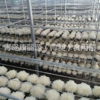 青島康麗源出口銀耳菌棒，銀耳菌包（日本雪耳）