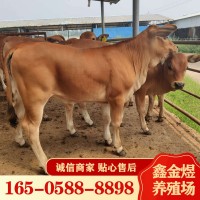 黃牛肉牛犢改良 肉牛價格怎么樣 養殖批發牛苗 肉?；钆? onmouseover=