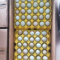 綠殼烏雞蛋，480枚/箱，凈重39-40斤，日撿日發
