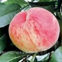 平谷大桃26號，平谷原產(chǎn)地直發(fā)，7月份成熟粘核、半離核