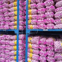 大量供應(yīng)山東大蒜，干蒜，鮮蒜、市場蒜。蒜米料，出口大蒜