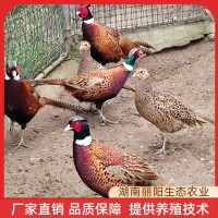 七彩山雞苗小雞仔活體廠家直賣(mài)出殼一日齡雞活苗支持養(yǎng)殖技術(shù)指導(dǎo)