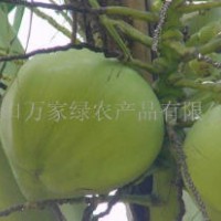 椰青