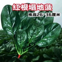 趴地菠菜種子老品種塌地菠春秋冬季耐寒耐熱菜種紅根菠菜易種蔬菜