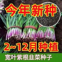 獨根紅韭菜種子韭菜籽韭菜種籽紫根紅根寬葉大葉耐熱耐寒高產
