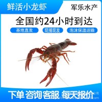 鮮活小龍蝦湖北現貨小青中青大青活蝦清水小龍蝦水產品餐館商用