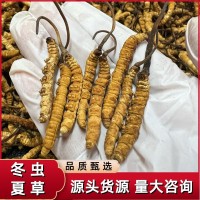 西藏冬蟲夏草高海拔那曲蟲草傳統(tǒng)滋補品干貨批發(fā)代發(fā)誠招代理