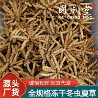 冬蟲夏草 批發特產蟲草生態繁育干貨禮盒裝非鮮草青海西藏那曲