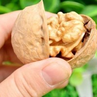 批發新疆特產核桃阿克蘇薄皮核桃500g 新疆阿克蘇薄皮核桃