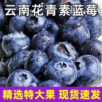 云南藍莓鮮果大果高山現摘當季新鮮水果整箱批發非怡顆莓京東空運