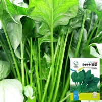 本地土菠菜種子小尖葉菠菜籽陽(yáng)臺(tái)小院種植耐高溫四季蔬菜種子大全