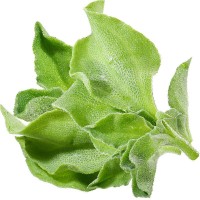 四季水晶冰菜種子冰菜籽種冰草菜籽陽臺稀有蔬菜野菜