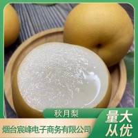 一件代發(fā)山東秋月梨禮盒裝9斤整箱應季新鮮水果脆甜萊陽梨子