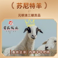 京錫林 內(nèi)蒙手把肉生鮮羊肉蘇尼特羊帶骨手把肉切塊羊排錫盟羊肉
