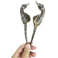 【全規(guī)格批發(fā)】正宗源頭工廠海馬干非中藥材泡酒煲湯料滋補供貨