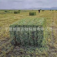產地直發燕麥草捆飼草牧草飼草料牛羊奶牛奶山羊牦牛駱駝飼料原料