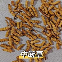 冬蟲夏草斷草純肉體批發零售各種規格那曲正品蟲草草本大斷草自用