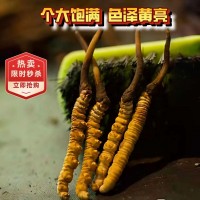 冬蟲夏草正品2根/克西藏那曲精品干蟲草源頭廠家全國批發一件代發