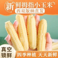 云南西雙版納拇指玉米即食早餐代餐新鮮傣家甜香糯迷你手指小玉米
