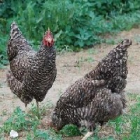 陜西秦山源土雞苗  面議
