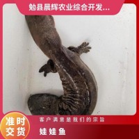 娃娃魚苗 大鯢肝臟 優質水產生態養殖鮮活 真空冷鮮   100條