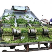 大量銷售剁辣椒 10噸