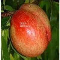 陜西渭南大荔大棚油桃產(chǎn)地格 5000公斤