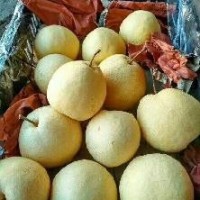 陜西碭山酥梨產(chǎn)地價格批發(fā) 10000斤