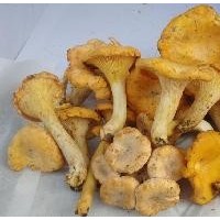 野生雞油菌 5公斤