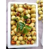 2019年大荔冬棗價格 溫棚種植 產地直銷 1000斤