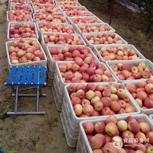 hognshitoushangmao1137043 (1)
