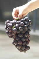 napiansenlin1524018 (1)