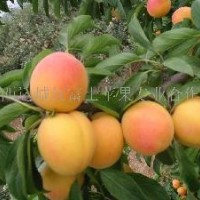 金太陽杏 面議