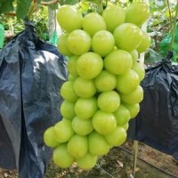 陽光玫瑰葡萄批發 10000斤