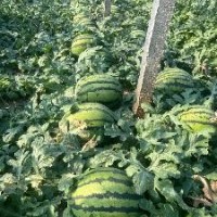 供應甜王西瓜 遼寧凌海西瓜代辦 甜王西瓜代辦代發(fā) 20000斤