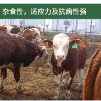廠家直供 西門塔爾牛 小牛犢 肉牛 可預(yù)定 開魯振發(fā)養(yǎng)殖場(chǎng)
