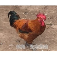 平涼土雞苗批發品牌麻雞 面議