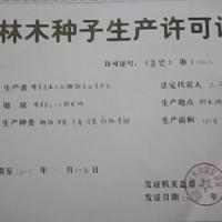 河北櫻桃苗石家莊櫻桃苗贊皇櫻桃苗鮑家灘櫻桃苗滿山紅  100株