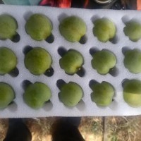 蜂糖李