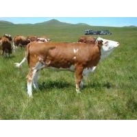 山西肉牛養殖基地常年售大小肉牛西門塔爾牛犢