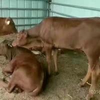肉牛