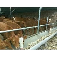 西門塔爾 肉牛