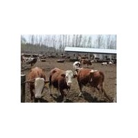 改良西門塔爾肉牛 10頭