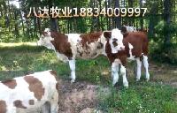 asd155132302221623045 (1)