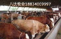 asd155132302221625012 (1)